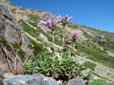 Dracocephalum oblongifolium. Цветущее растение. Южный Казахстан, Таласский Алатау, запов. Аксу-Жабаглы, верховья ущ. Улькен-Каинды, 2250 м н.у.м., склон зап. экспозиции, известняковая скала. 18 июня 2018 г.