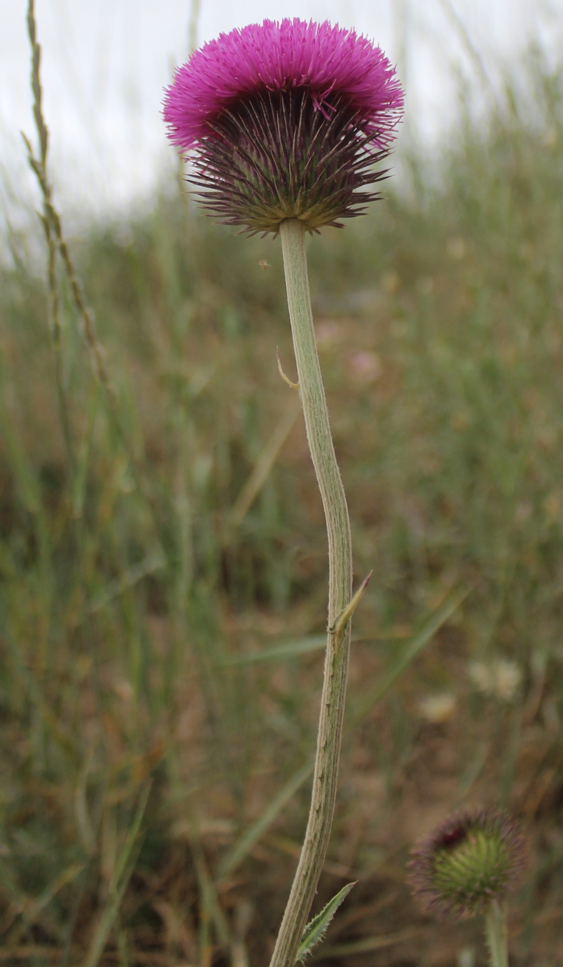 Image of Carduus transcaspicus specimen.