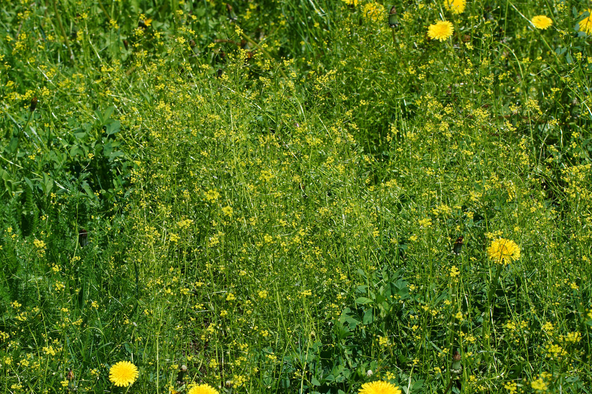 Image of Draba nemorosa specimen.