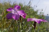 Dianthus oschtenicus. Цветки. Адыгея, Кавказский биосферный заповедник, окр. Азишского перевала, ≈ 1700 м н.у.м., низкотравный субальпийский луг. 28.07.2018.