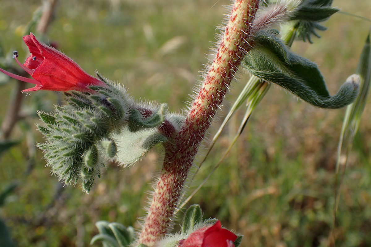 Image of Echium angustifolium specimen.