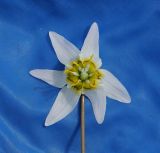 Erythronium krylovii. Цветок. Восточный Казахстан, Глубоковский р-н, окр. с. Бобровка, северный склон сопки. 22.04.2018.