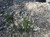 Arabidopsis lyrata
