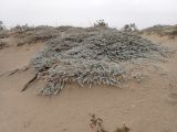 Otanthus maritimus