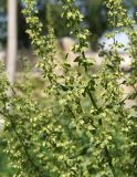 Rumex chalepensis