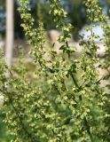 Rumex chalepensis. Часть соплодия. Узбекистан, г. Бухара, на газоне. 28.04.2018.