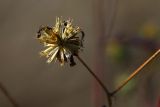 Bidens frondosa