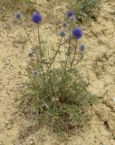 Echinops meyeri