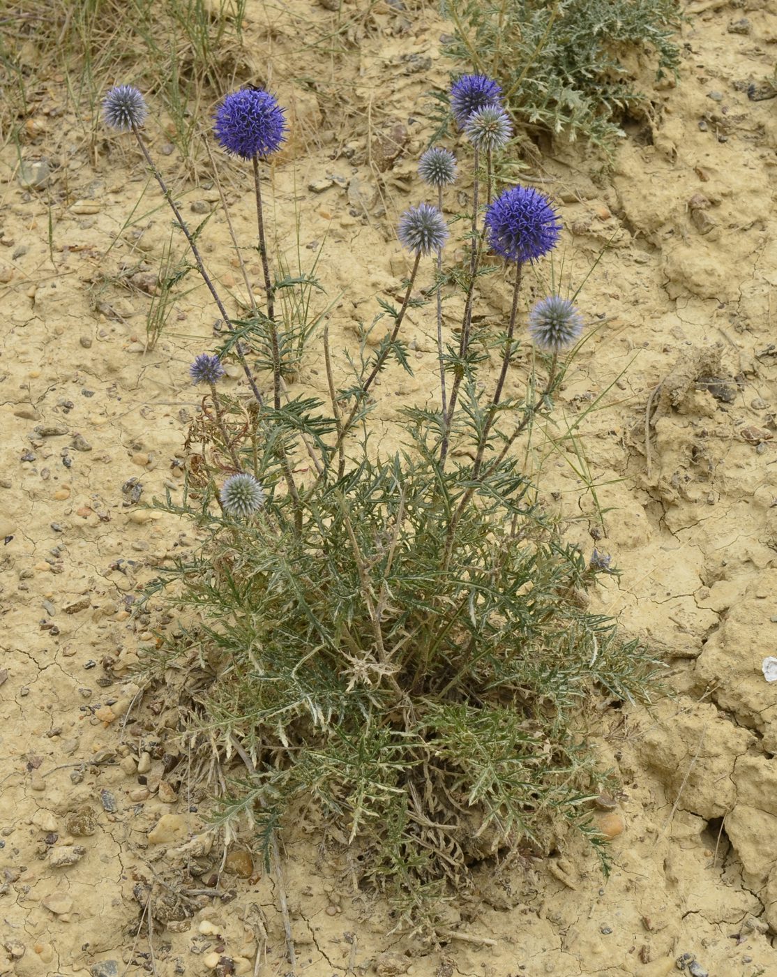 Изображение особи Echinops meyeri.