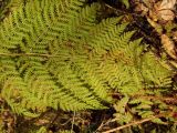 Dryopteris expansa