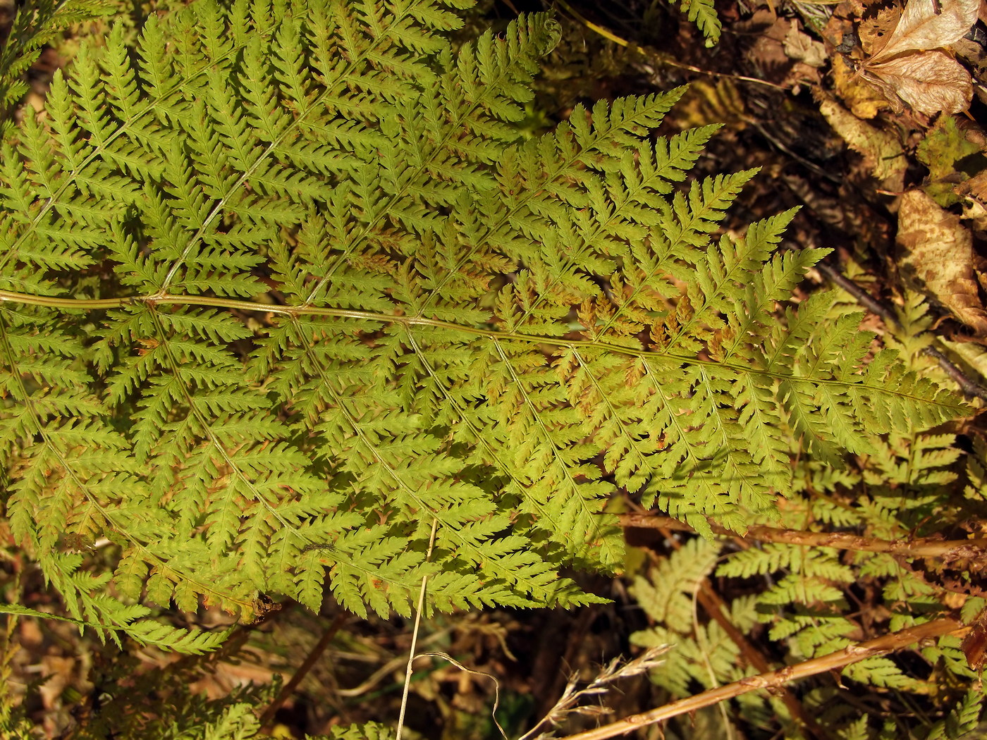 Изображение особи Dryopteris expansa.