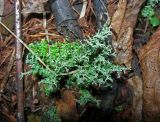 Cladonia phyllophora