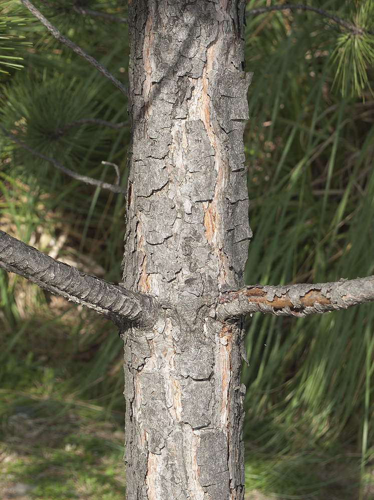 Image of genus Pinus specimen.