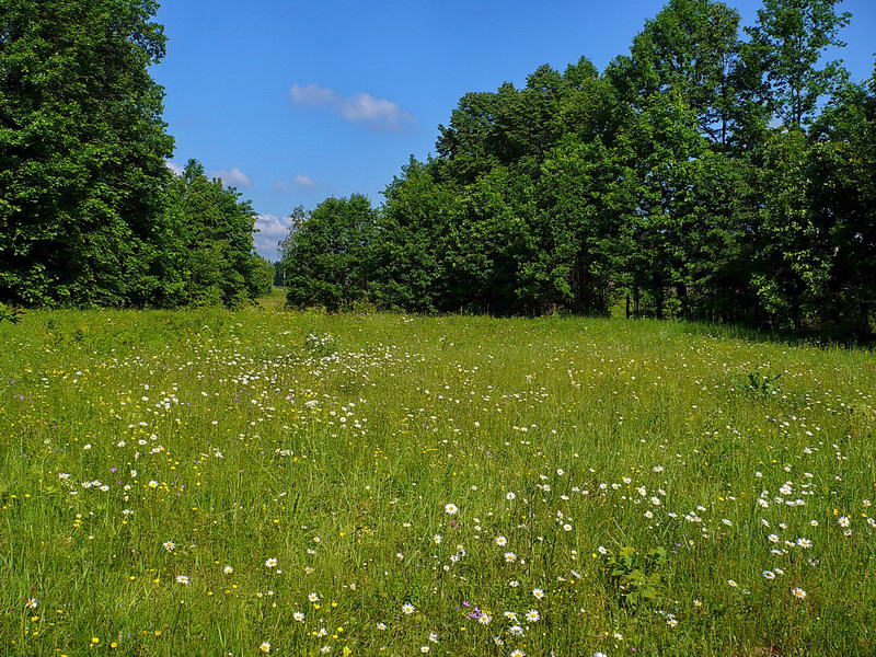 Изображение особи Leucanthemum ircutianum.