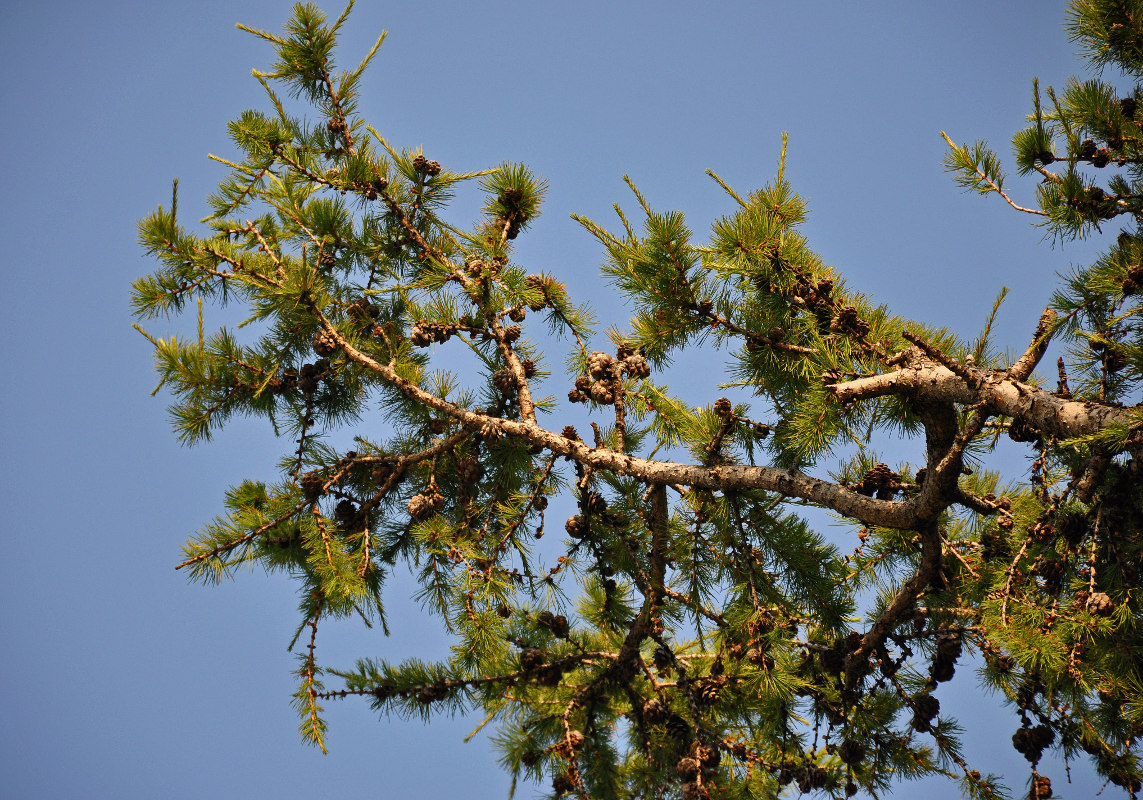 Изображение особи Larix sibirica.