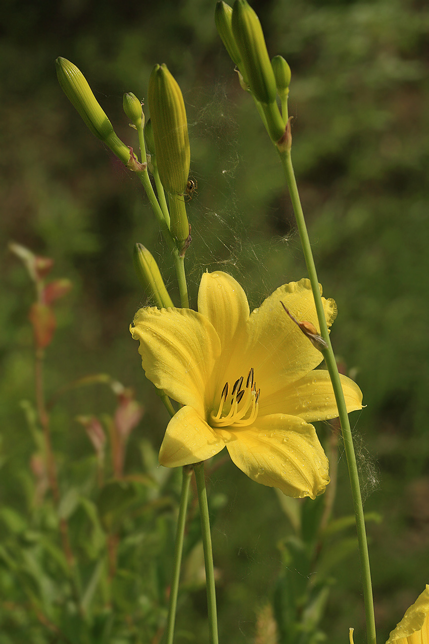 Изображение особи Hemerocallis lilio-asphodelus.