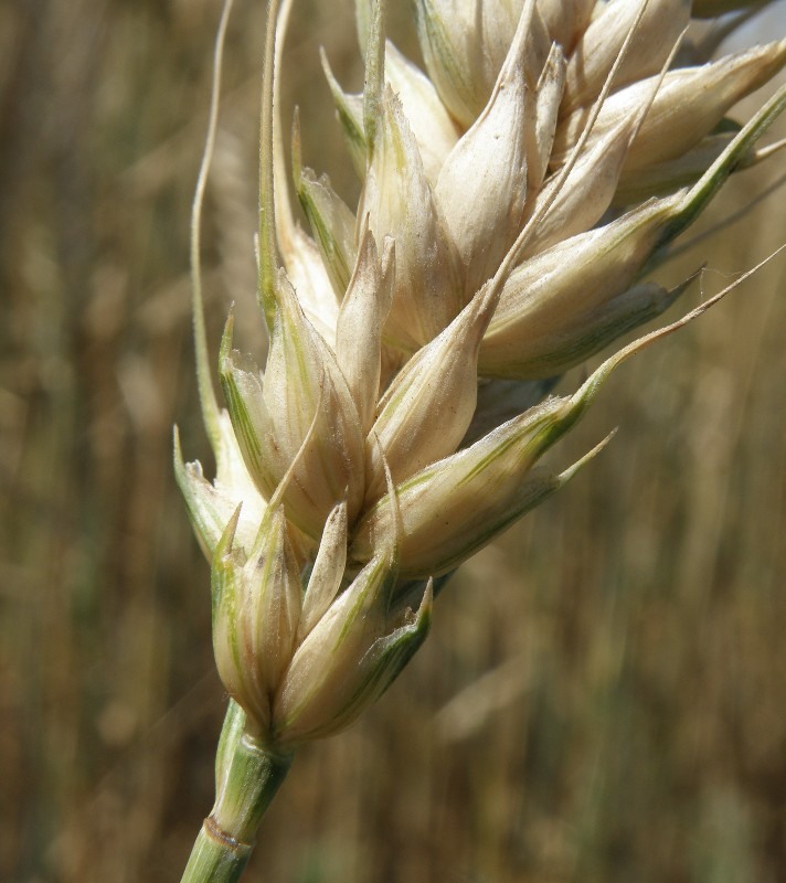 Изображение особи Triticum durum.