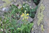 Pedicularis condensata. Верхушка цветущего растения. Грузия, Душетский муниципалитет, морена между озёрами Голубое Абуделаури и Абуделаури. 02.08.2018.