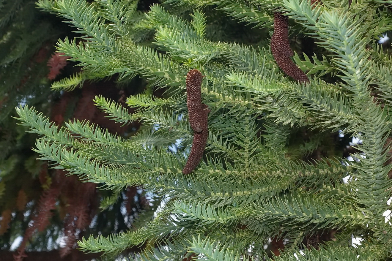 Изображение особи Araucaria angustifolia.