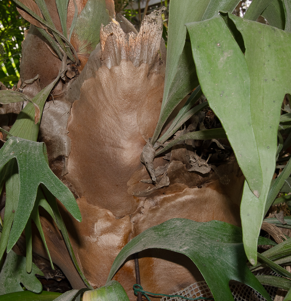 Изображение особи Platycerium bifurcatum.