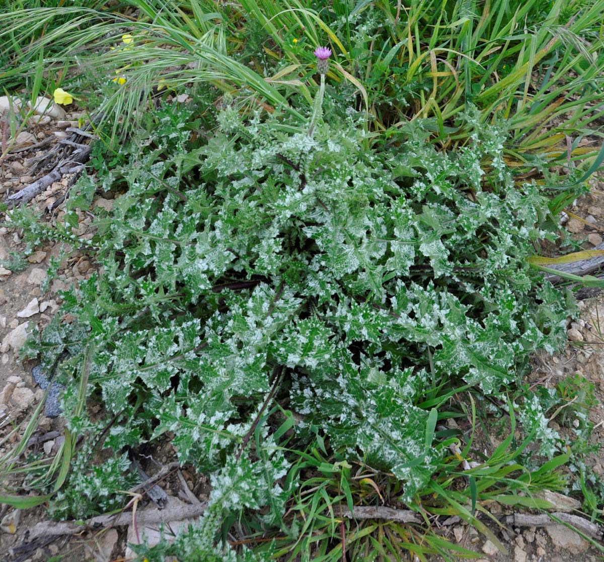 Изображение особи Carduus acicularis.