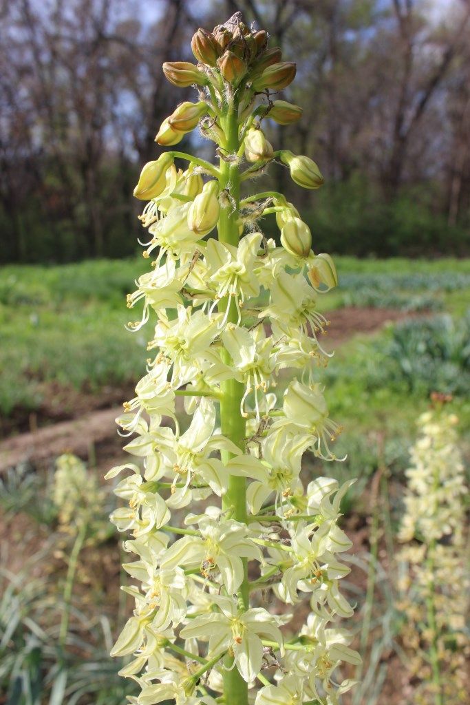 Image of Eremurus lachnostegius specimen.