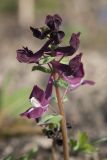 Corydalis caucasica. Соцветие. Костромская обл., Судиславский р-н, дер. Антипино, в культуре. 26.04.2019.