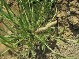 Thesium procumbens. Основание цветущего растения с частично обнажившимся корнем. Дагестан, Кумторкалинский р-н, долина р. Шураозень, склон. 25.04.2019.