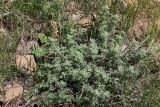 Artemisia lehmanniana