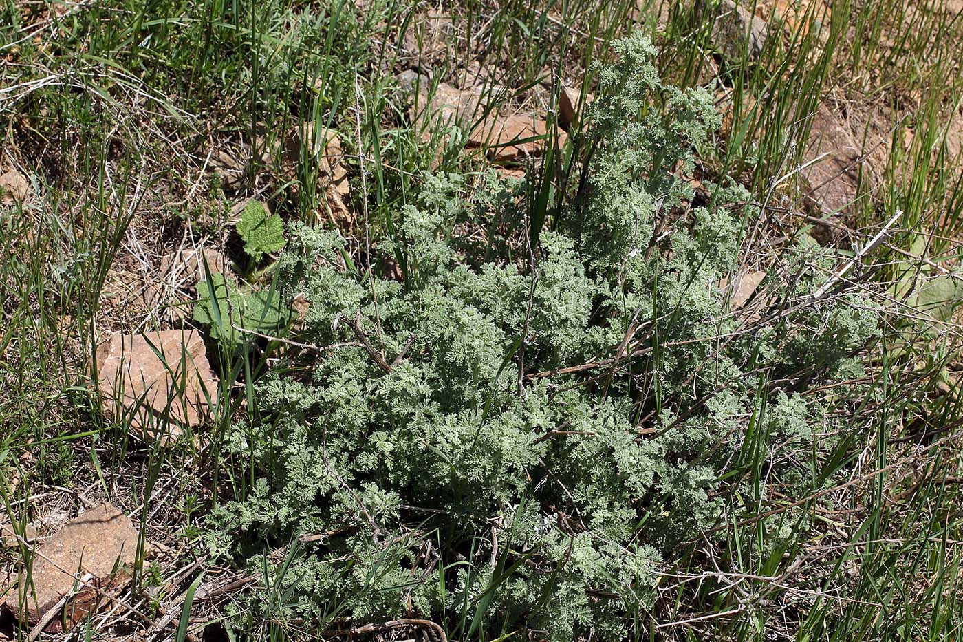 Изображение особи Artemisia lehmanniana.
