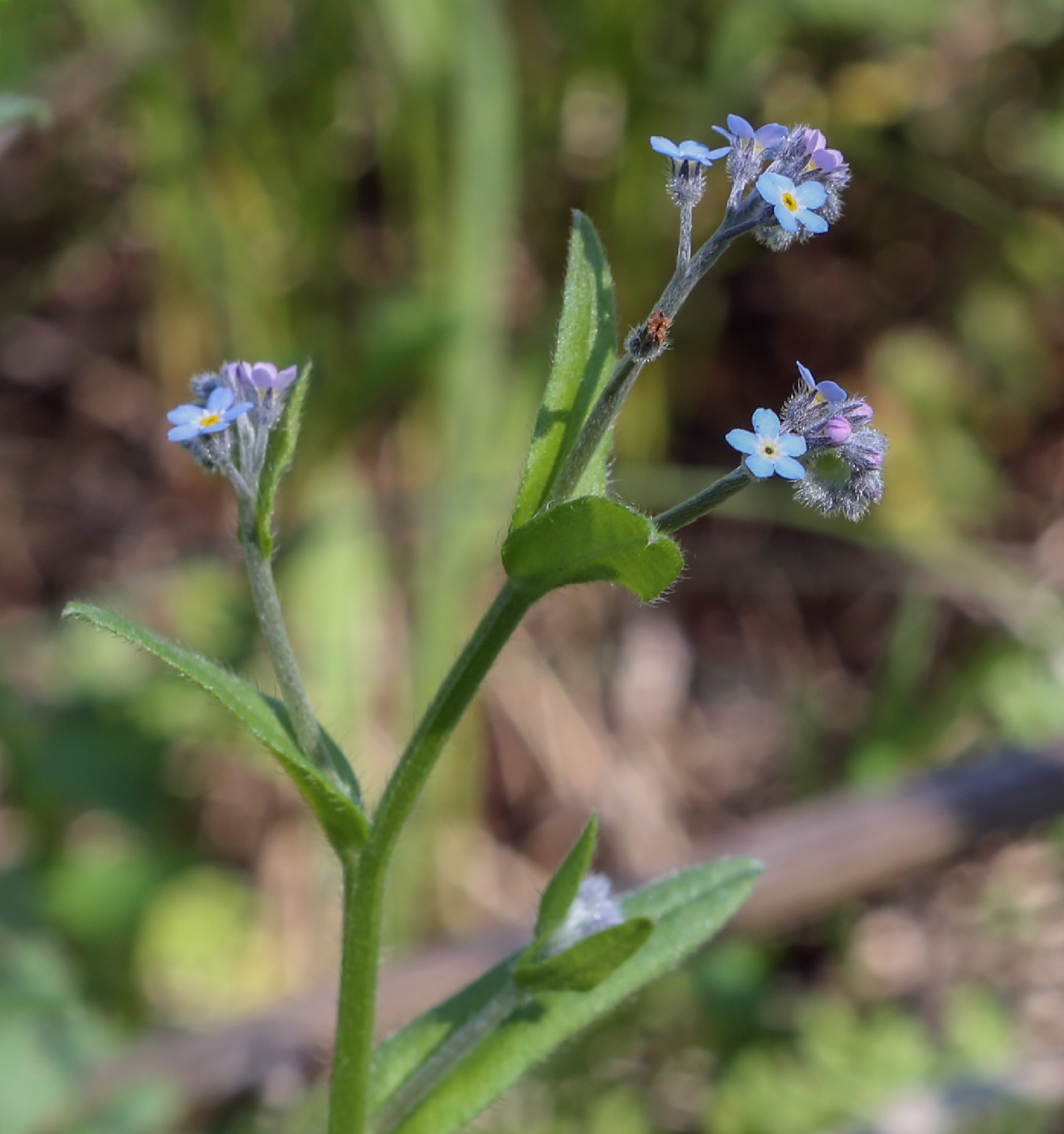 Изображение особи Myosotis arvensis.