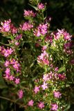 Centaurium подвид turcicum