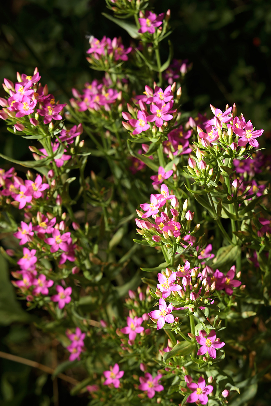 Image of Centaurium erythraea ssp. turcicum specimen.