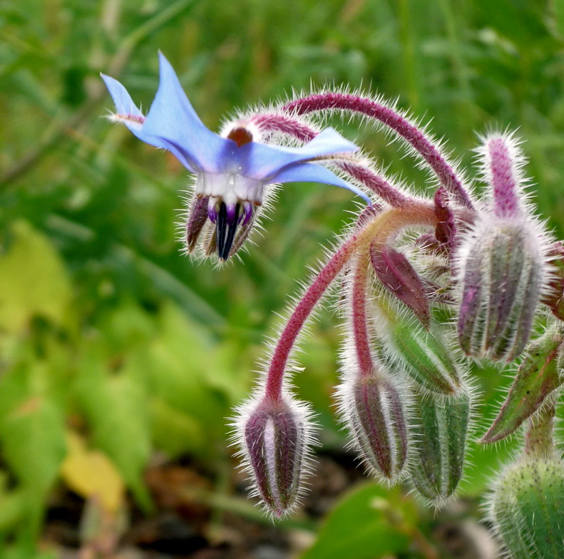 Изображение особи Borago officinalis.