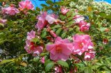 genus Camellia. Ветвь цветущего растения. Испания, г. Мадрид, Королевский ботанический сад, в культуре. 18.04.2018.