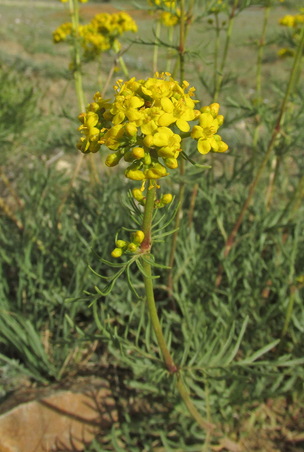 Image of Patrinia intermedia specimen.