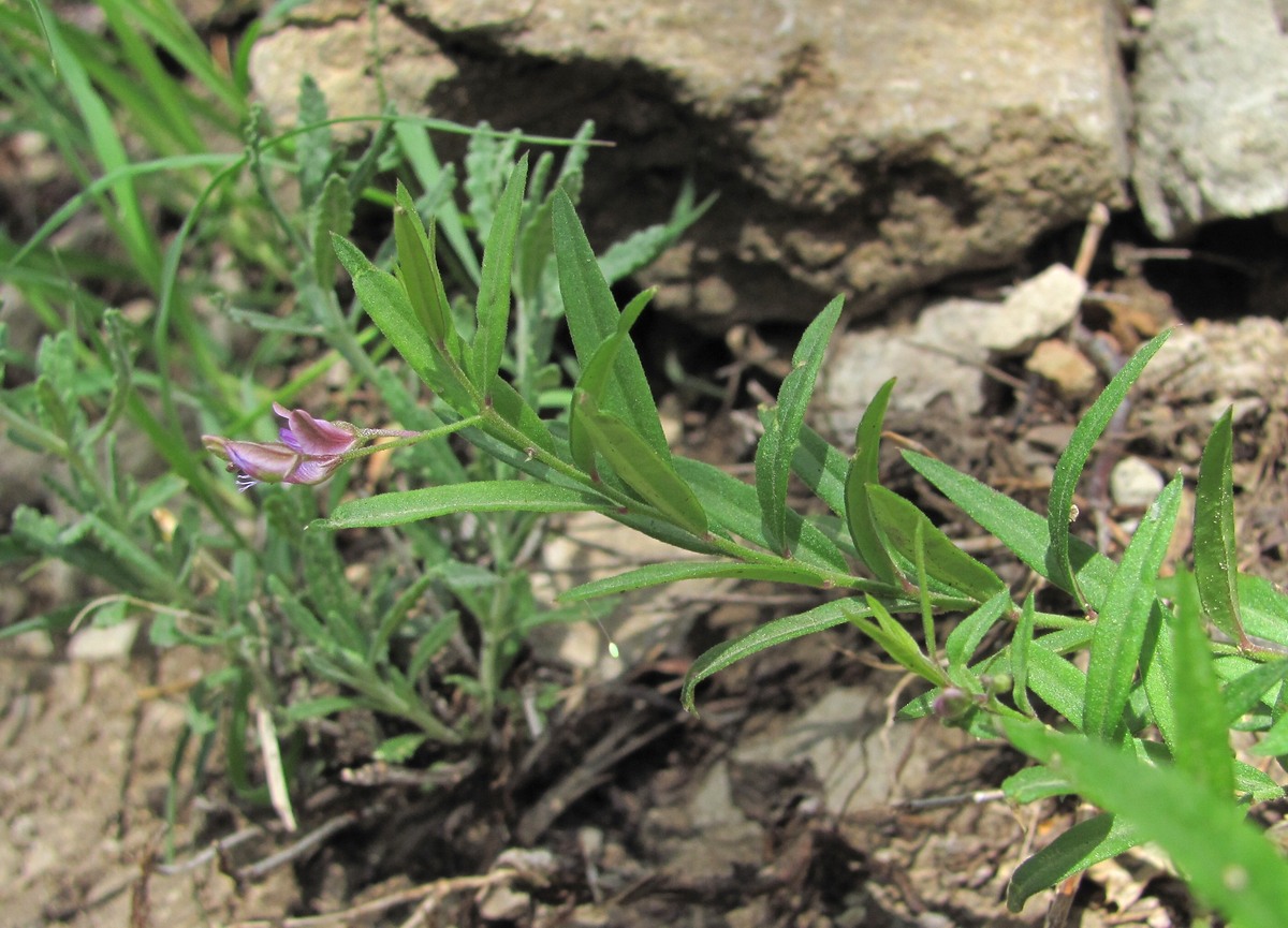 Изображение особи Polygala sosnowskyi.