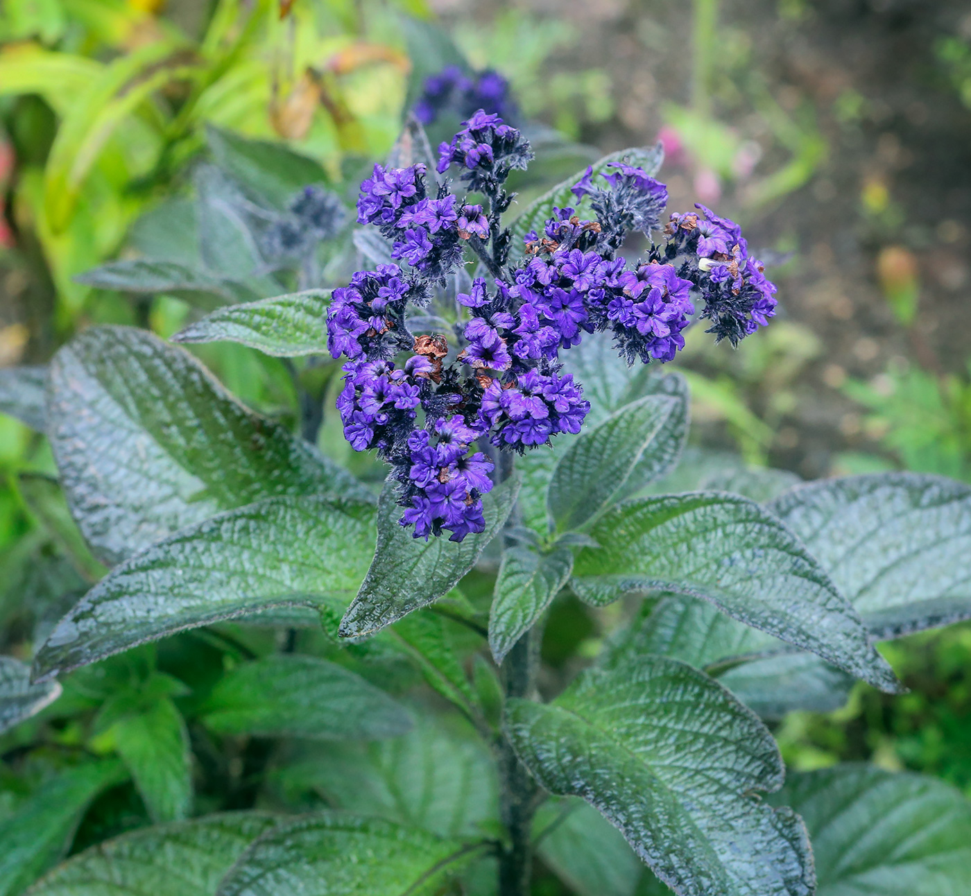 Image of Heliotropium arborescens specimen.