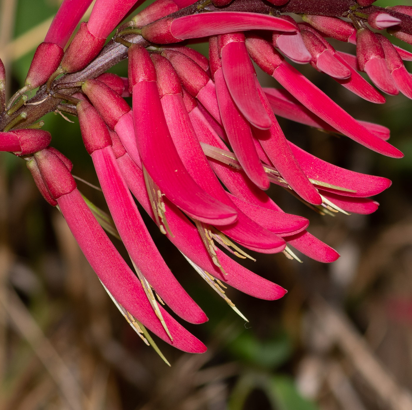 Image of Erythrina herbacea specimen.