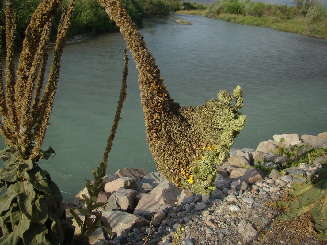 Изображение особи Verbascum thapsus.