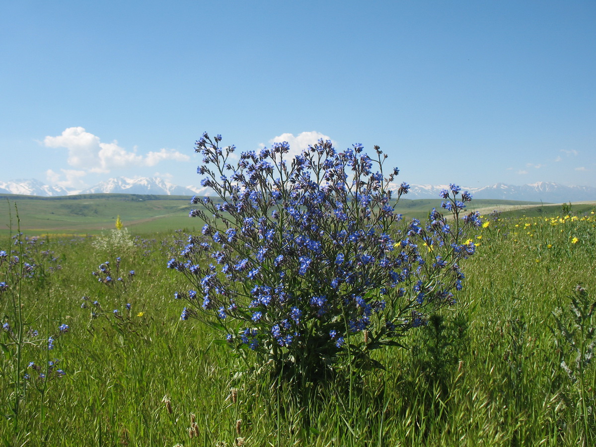 Изображение особи Anchusa azurea.