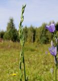 Campanula persicifolia. Верхушка бутонизирующего растения и цветки соседнего растения. Ярославская обл., Пошехонский р-н, окр. дер. Кривое, луг на старой залежи на супеси. 28.08.2019.