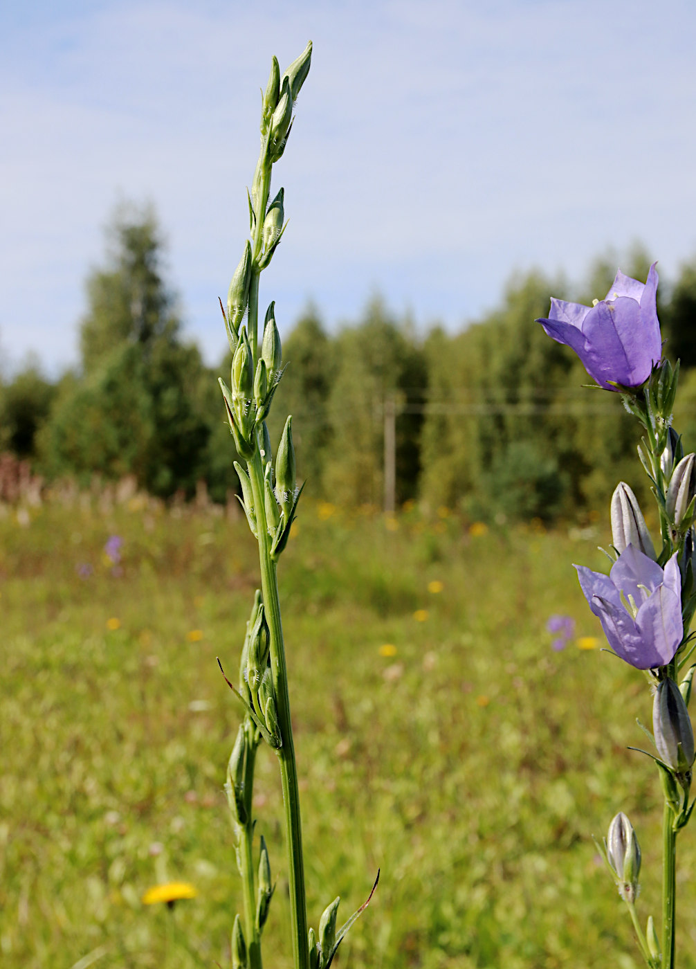 Изображение особи Campanula persicifolia.