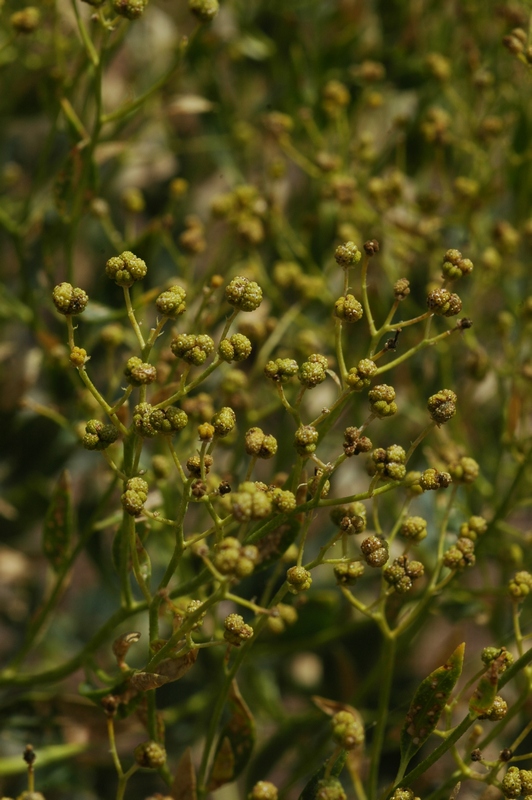 Изображение особи Haplophyllum perforatum.