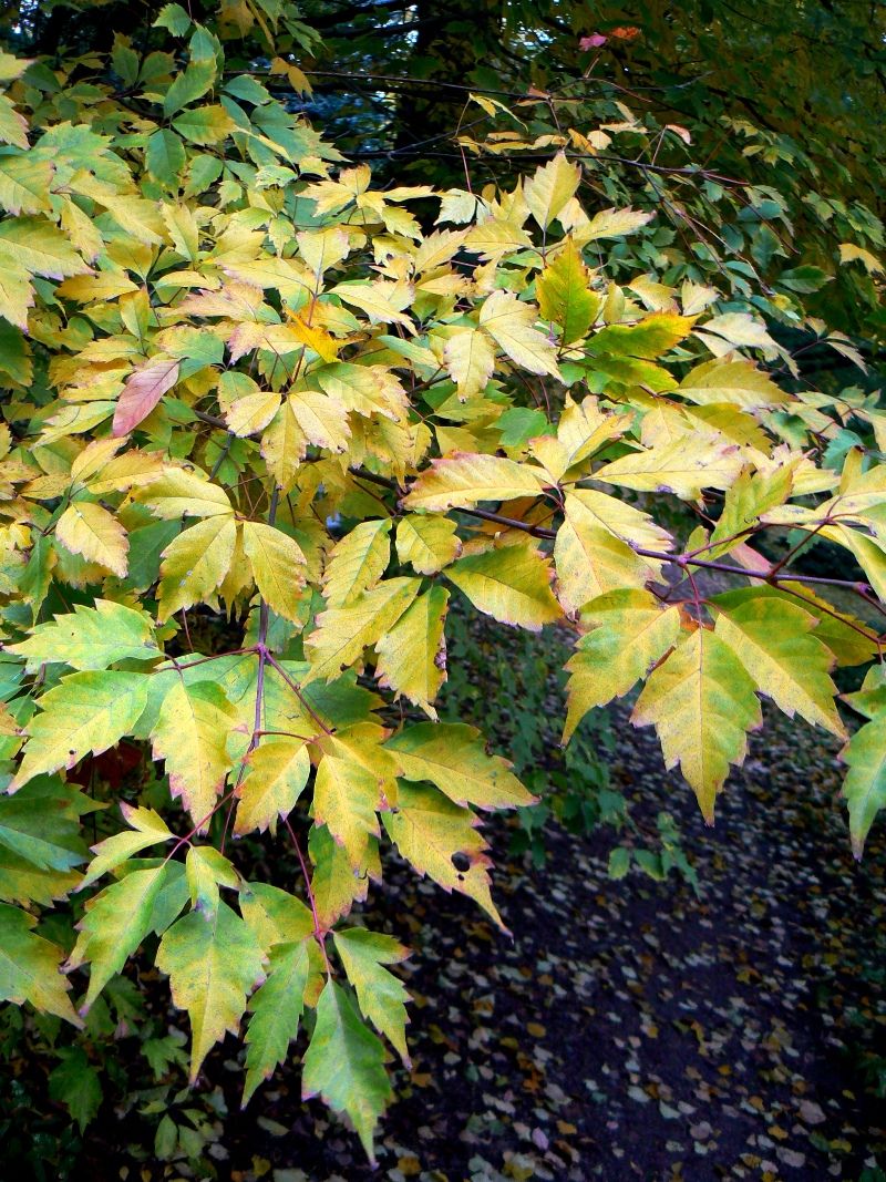 Image of Acer cissifolium specimen.