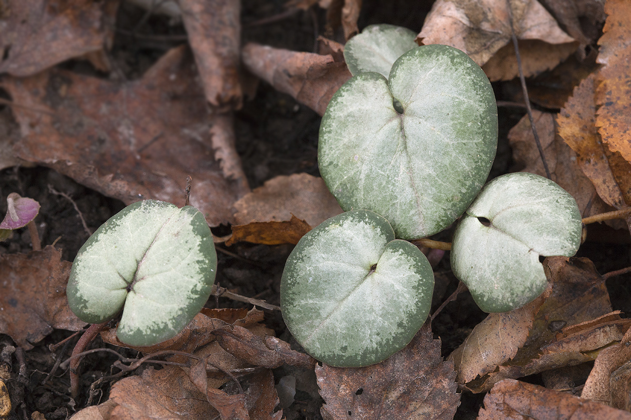 Image of Cyclamen coum specimen.