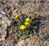 Taraxacum hellenicum