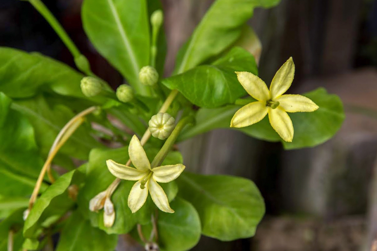 Изображение особи Brighamia insignis.