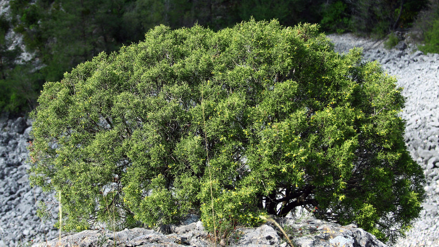 Изображение особи Juniperus phoenicea.