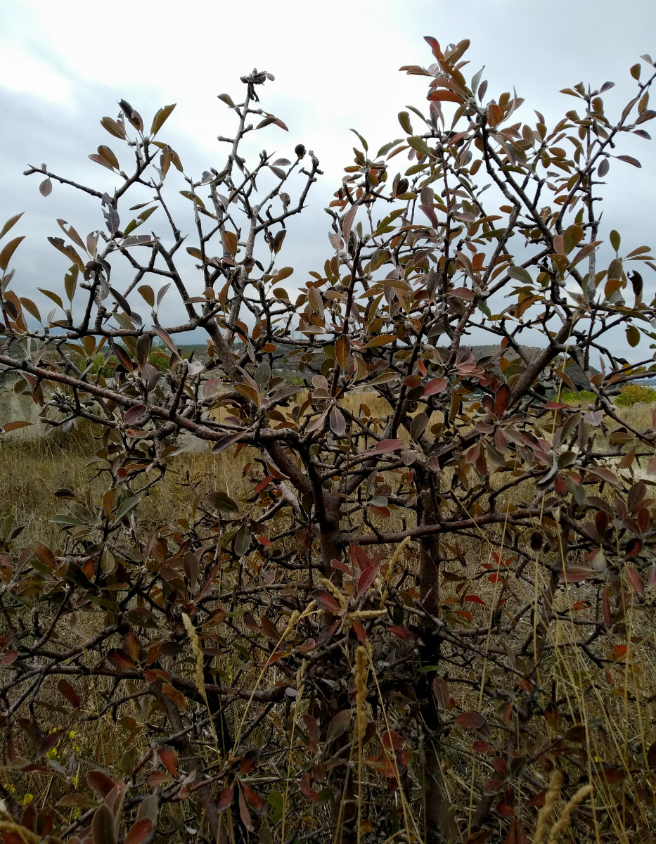 Image of Pyrus elaeagrifolia specimen.